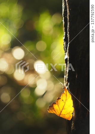 木の幹に引っかかった紅葉する葉 137792590