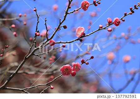 青空に映える紅梅の花 青空に映える紅梅の花 137792591
