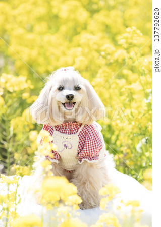 菜の花畑と微笑むマルプーのパンナ 菜の花畑と微笑むマルプーのパンナ 137792620