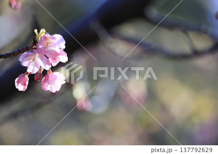 春の訪れを告げる河津桜 春の訪れを告げる河津桜 137792629