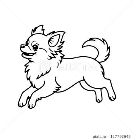 Chihuahua jumping playfully in a garden during a sunny day 137792646