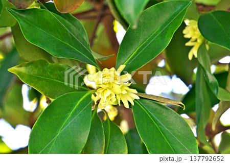 黄色いシキミの花（春、三月） 137792652