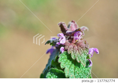 ピンク色のヒメオドリコソウの花（春、三） 137792774