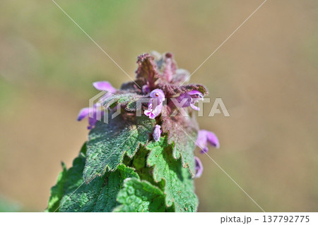 ピンク色のヒメオドリコソウの花（春、三） 137792775