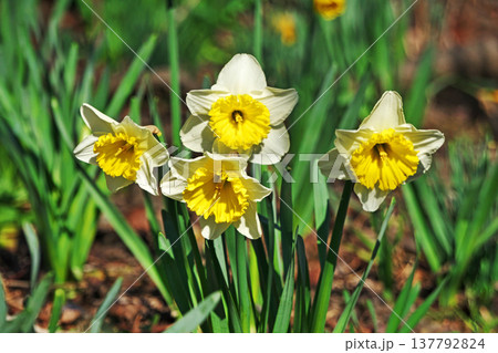 黄色いラッパスイセンの花（春、三月） 137792824