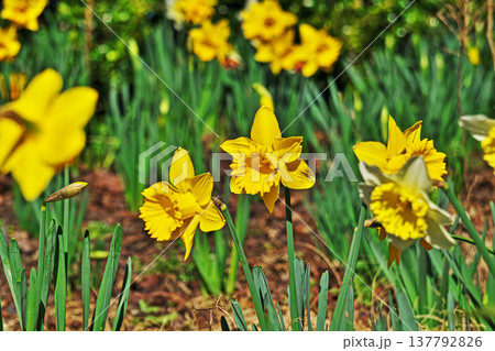 黄色いラッパスイセンの花（春、三月） 137792826