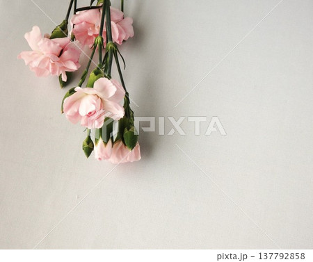 白い背景にピンク色の花 白い背景にピンク色の花 137792858