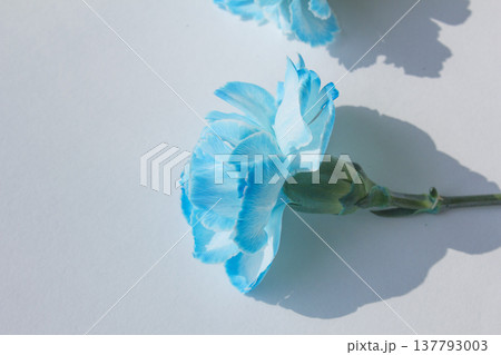 It is a blue carnation .	 137793003