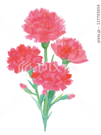 水彩手描きの赤いカーネーションの花束 水彩手描きの赤いカーネーションの花束 137793054
