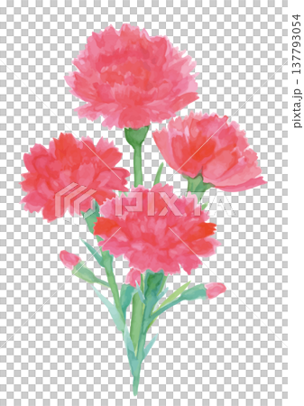 水彩手描きの赤いカーネーションの花束 水彩手描きの赤いカーネーションの花束 137793054