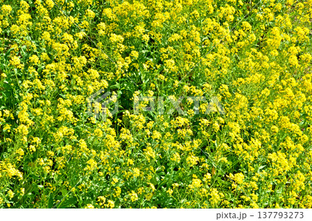 目久尻川の菜の花(春、三月) 目久尻川の菜の花(春、三月) 137793273