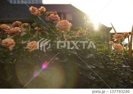 夕日に映える薔薇 137793280