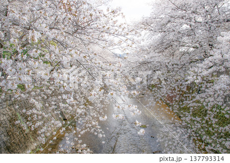 川沿いに咲く満開の桜 川沿いに咲く満開の桜 137793314