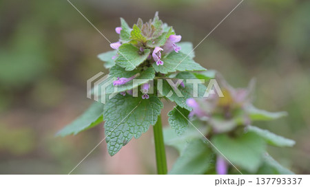 春の野草ホトケノザ（仏の座）の花 137793337