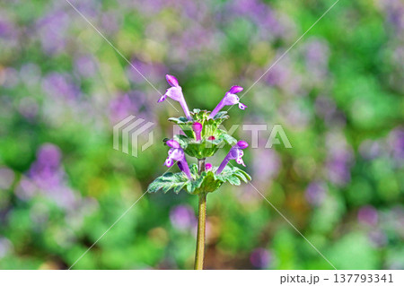 ピンク色の小さなホトケノザの花(春、三月) ピンク色の小さなホトケノザの花(春、三月) 137793341