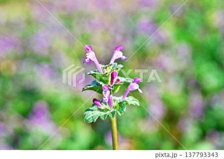 ピンク色の小さなホトケノザの花（春、三月） 137793343