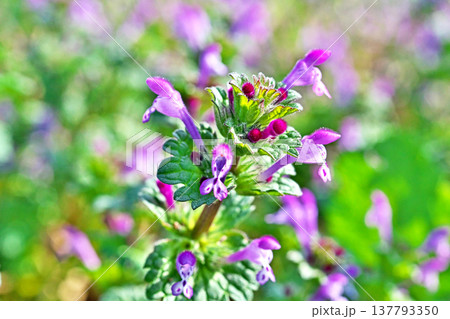 ピンク色の小さなホトケノザの花（春、三月） 137793350