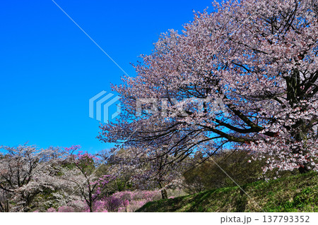 桜 アカヤシオの丘 赤城麓 群馬県前橋市 桜 アカヤシオの丘 赤城麓 群馬県前橋市 137793352