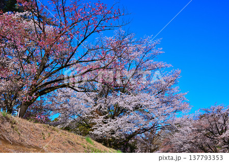 桜 アカヤシオの丘 赤城麓 群馬県前橋市 桜 アカヤシオの丘 赤城麓 群馬県前橋市 137793353