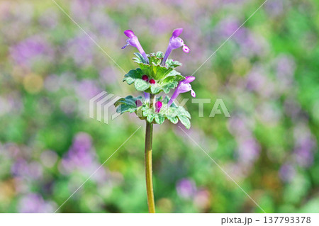 ピンク色の小さなホトケノザの花（春、三月） 137793378