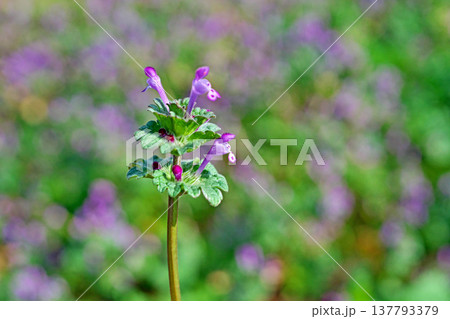 ピンク色の小さなホトケノザの花(春、三月) ピンク色の小さなホトケノザの花(春、三月) 137793379