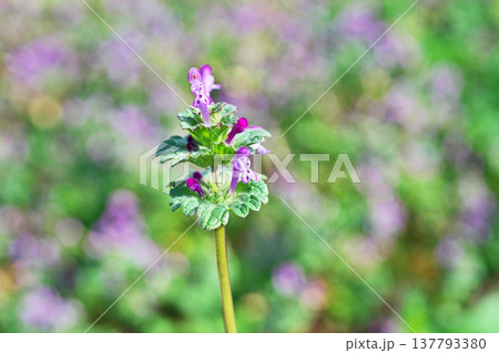 ピンク色の小さなホトケノザの花(春、三月) ピンク色の小さなホトケノザの花(春、三月) 137793380
