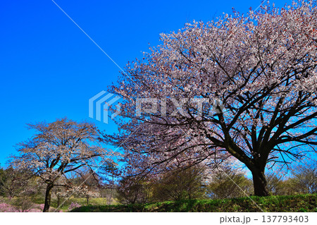 桜　アカヤシオの丘　赤城麓　群馬県前橋市　　　　 137793403