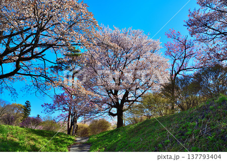 桜 アカヤシオの丘 赤城麓 群馬県前橋市 桜 アカヤシオの丘 赤城麓 群馬県前橋市 137793404