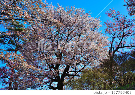 桜　アカヤシオの丘　赤城麓　群馬県前橋市　　　　 137793405