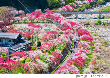 阿智村・花桃の里 137793406