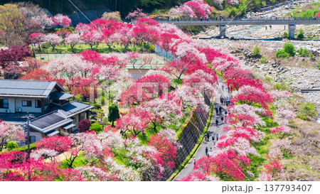 阿智村・花桃の里 137793407