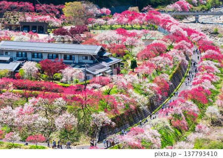 阿智村・花桃の里 阿智村・花桃の里 137793410