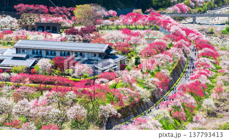 阿智村・花桃の里 阿智村・花桃の里 137793413