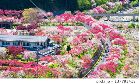 阿智村・花桃の里 137793415