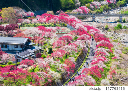 阿智村・花桃の里 137793416