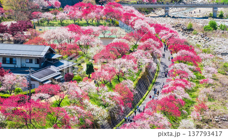 阿智村・花桃の里 阿智村・花桃の里 137793417