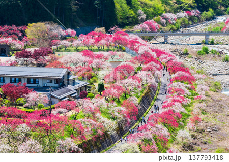 阿智村・花桃の里 137793418