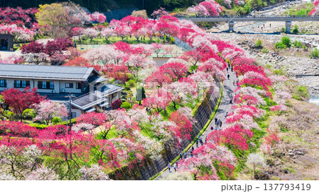 阿智村・花桃の里 阿智村・花桃の里 137793419
