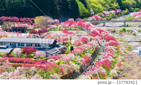 阿智村・花桃の里 137793421