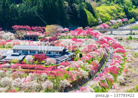 阿智村・花桃の里 137793422