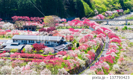 阿智村・花桃の里 阿智村・花桃の里 137793423