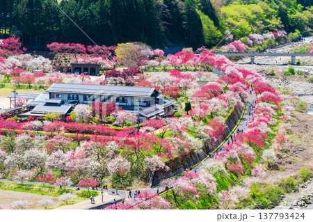 阿智村・花桃の里 137793424