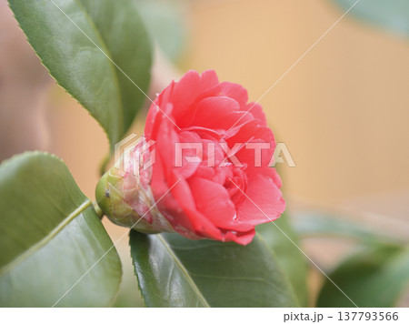 春の椿の花の咲き始め 赤いツバキの花 137793566