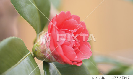 春の椿の花の咲き始め 赤いツバキの花 春の椿の花の咲き始め 赤いツバキの花 137793567