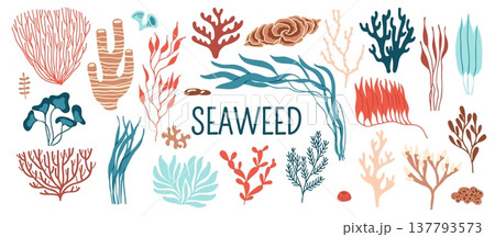 Underwater seaweed and sea algae plants vector icons. Ocean coral reef marine water alga weeds and corals, red and brown algae, kelp, seagrass and rhodymenia, laminaria and spirulina seaweeds set Underwater seaweed and sea algae plants vector icons. Ocean coral reef marine water alga weeds and corals, red and brown algae, kelp, seagrass and rhodymenia, laminaria and spirulina seaweeds set 137793573