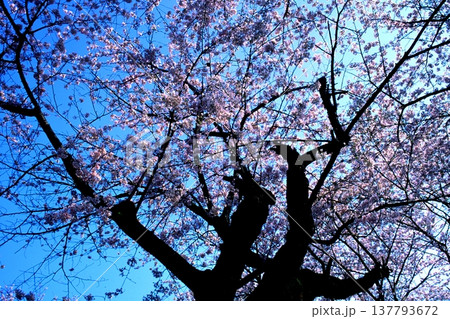 青空に映える満開の桜 137793672