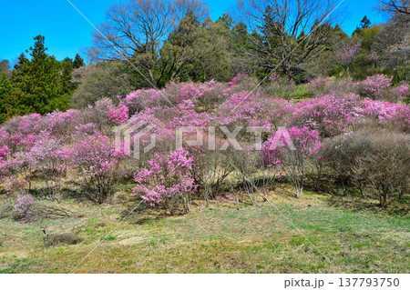 アカヤシオ　赤城麓　群馬県前橋市　　　　 137793750