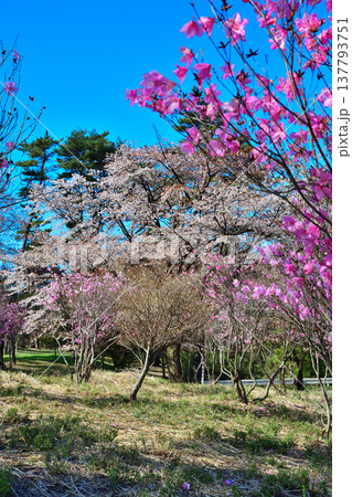 アカヤシオ　赤城麓　群馬県前橋市　　　　 137793751