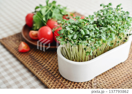 radish microgreens in a flower pot with cherry tomato 137793862