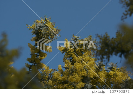 満開のミモザ　アカシア　早春　快晴 137793872